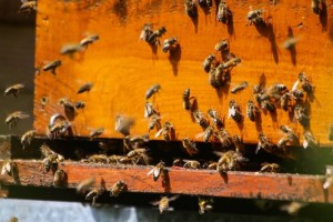 青光眼用蜂蜜治疗青光眼与蜂蜜间的联系